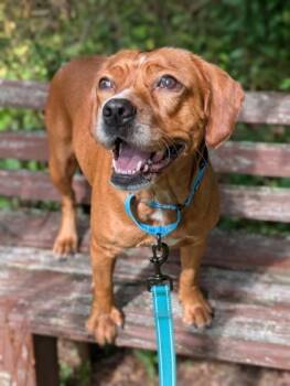 Keke -  Beagle and Spaniel Dog for Adoption in Bloomsburg, Pennsylvania - Keke | PetCurious