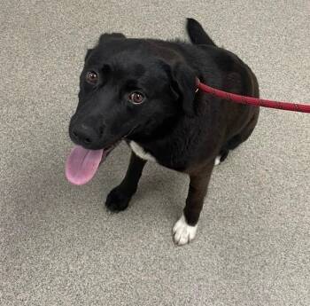 Labrador Retriever Dogs Available for Adoption in Little Rock, Arkansas - Monica | PetCurious