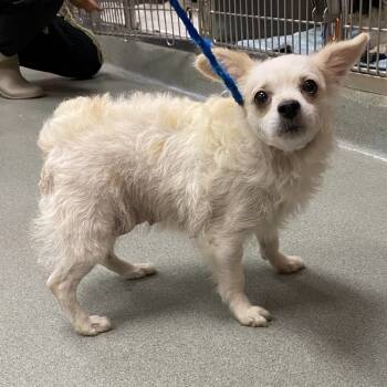 Rescue Maltese and Beagle Dogs for Adoption in Westminster, California - Solana | PetCurious