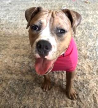 Winnie -  Boxer Dog for Adoption in Memphis, Tennessee - Winnie | PetCurious