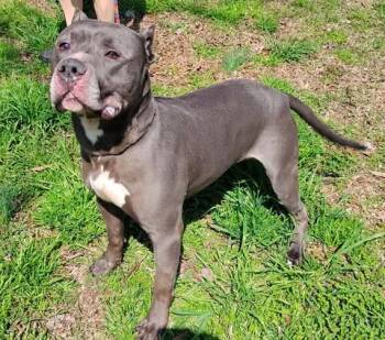 Pit Bull Terrier Dogs Available for Adoption - Lucas | PetCurious