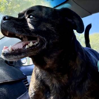 Rescue Pug and Mixed Breed Dogs for Adoption in San Diego, California - Rocky | PetCurious