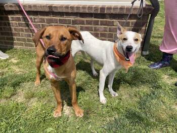 Louie - Koda -  Mixed Breed Dog for Adoption in Dickson, Tennessee - Louie - Koda | PetCurious