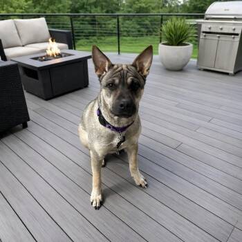 Shar Pei Dogs Available for Adoption - Rumples | PetCurious