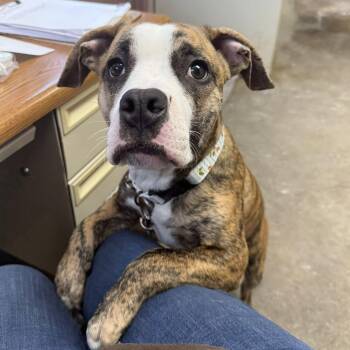 Boxer and Pit Bull Terrier Dogs Available for Adoption - TIGER | PetCurious