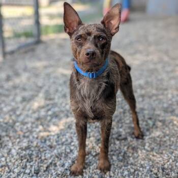 Tankabug -  Mixed Breed Dog for Adoption in West Olive, Michigan - Tankabug | PetCurious