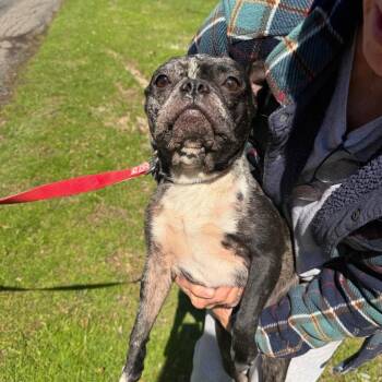 Boston Terrier Dogs Available for Adoption in Avon, Ohio - Bree | PetCurious