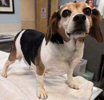 Beagle Dogs Available for Adoption in Murphysboro, Illinois - Eula | PetCurious