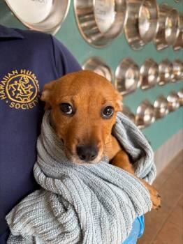 La Croix -  Terrier and Mixed Breed Dog for Adoption in Honolulu, Hawaii - La Croix | PetCurious