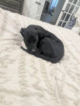 Echonyx -  Labrador Retriever Dog for Adoption in The Woodlands, Texas - Echonyx | PetCurious