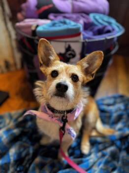 Corgi Dogs Available for Adoption in Portland, Maine - Scruffy (AKA: Scruffette)  | PetCurious