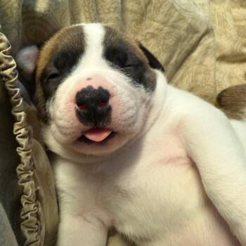 Carnation pup 5 -  Pit Bull Terrier Dog for Adoption in Austin, Texas - Carnation Pup 5 | PetCurious