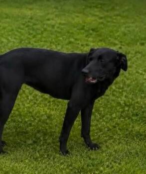 Chrissy Cross -  Labrador Retriever Dog for Adoption in El Dorado, Arkansas - Chrissy Cross | PetCurious