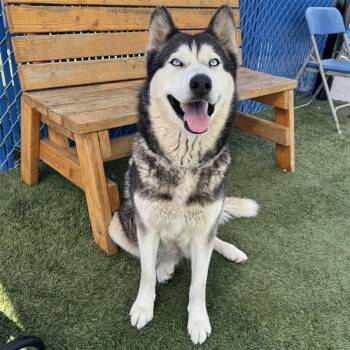 Bella -  Husky and Mixed Breed Dog for Adoption in Long Beach, California - Bella | PetCurious