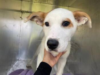 Mixed Breed Dogs Available for Adoption in Rowlett, Texas - LOLA | PetCurious