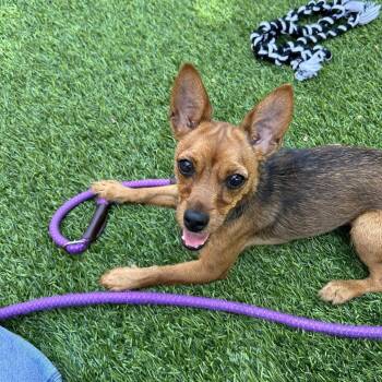 Fennec -  Terrier and Mixed Breed Dog for Adoption in Hawthorne, California - Fennec | PetCurious