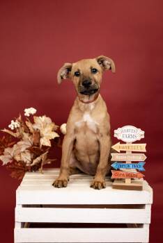 783-26 -  Australian Cattle Dog Blue Heeler Dog for Adoption in Brighton, Colorado - 783-26 | PetCurious