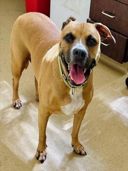 Rescue Pit Bull Terrier Dogs for Adoption in Derwood, Maryland - Belle | PetCurious