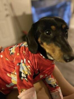 Dachshund and Basset Hound Dogs Available for Adoption in Richardson, Texas - 26-032 Timber "Coming Soon!" | PetCurious