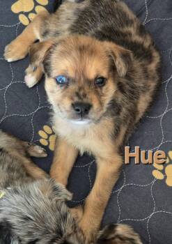 Hue * -  Yorkshire Terrier and Australian Shepherd Dog for Adoption in West Palm Beach, Florida - Hue * | PetCurious