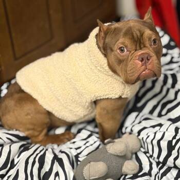 Spud -  English Bulldog Dog for Adoption in Lake Jackson, Texas - Spud | PetCurious