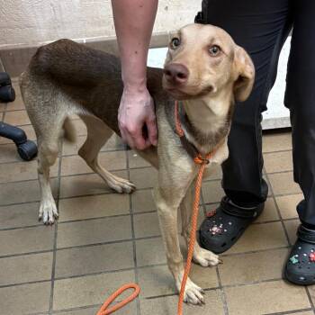 Amity -  Shepherd Dog for Adoption in Birmingham, Alabama - Amity | PetCurious