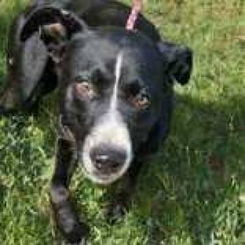 Rescue Boxer and Labrador Retriever Dogs for Adoption in Portsmouth, Ohio - Crossroad | PetCurious