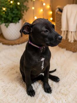 OAKLEY -  American Bulldog Dog for Adoption in Thompson, Pennsylvania - OAKLEY | PetCurious