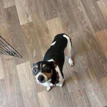 Rat Terrier Dogs Available for Adoption - Peanut | PetCurious