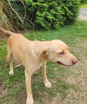 Labrador Retriever Dogs Available for Adoption in Manhasset, New York - Maya | PetCurious