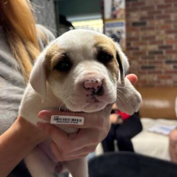 Mixed Breed Dogs Available for Adoption - Campbell Fire Puppy | PetCurious