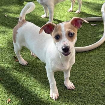 Lori 3457 -  Mixed Breed Dog for Adoption in Loxahatchee Groves, Florida - Lori 3457 | PetCurious