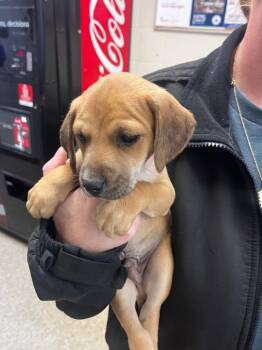 Border Collie Dogs Available for Adoption in Nacogdoches, Texas - Martian | PetCurious