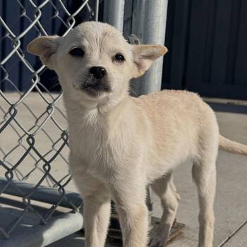 Sabrina -  Chihuahua and Mixed Breed Dog for Adoption in Matteson, Illinois - Sabrina | PetCurious