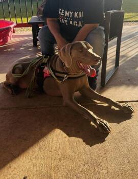 Weimaraner Dogs Available for Adoption - Jake  | PetCurious