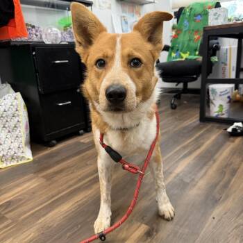 Dax -  Mixed Breed Dog for Adoption in Jeffersonville, Indiana - Dax | PetCurious