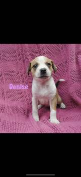 Denise -  American Staffordshire Terrier Dog for Adoption in Seaside Heights, New Jersey - Denise | PetCurious