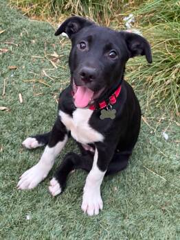 Socks -  Labrador Retriever Dog for Adoption in Sunnyvale, California - Socks | PetCurious