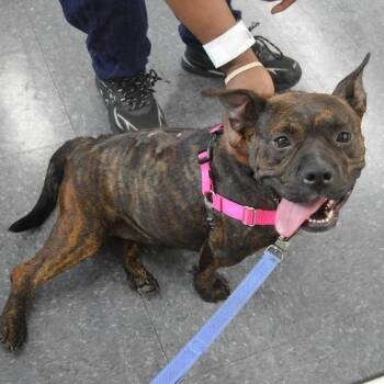 Dewey -  Mixed Breed Dog for Adoption in Narberth, Pennsylvania - Dewey | PetCurious
