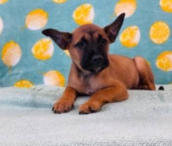 Felicity -  German Shepherd Dog and Labrador Retriever Dog for Adoption in Sedalia, Colorado - Felicity | PetCurious