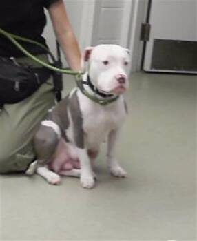 BABY GIRL -  Boxer and Mixed Breed Dog Available for Adoption in Omaha, Nebraska - BABY GIRL | PetCurious