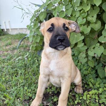 Saturn -  Black Mouth Cur Dog for Adoption in Harlingen, Texas - Saturn | PetCurious