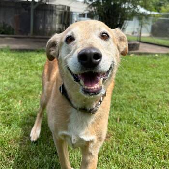 Maggie -  Catahoula Leopard Dog and Golden Retriever Dog for Adoption in Keaau, Hawaii - Maggie | PetCurious