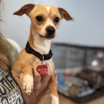 Rescue Chihuahua Dogs for Adoption in Richmond, Texas - Jax | PetCurious