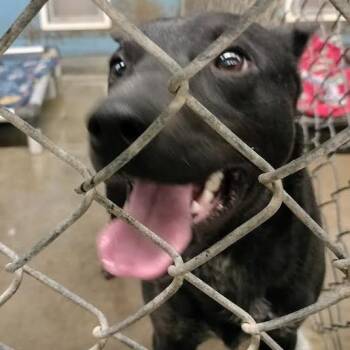 Australian Cattle Dog Blue Heeler and Mixed Breed Dogs Available for Adoption - Prince | PetCurious