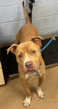 Locket -  Mixed Breed Dog for Adoption in Chamblee, Georgia - Locket | PetCurious