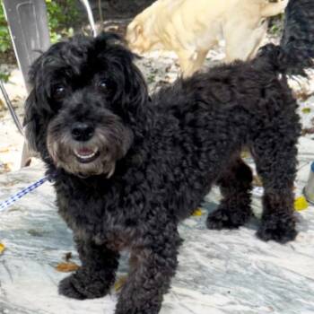 Poodle and Schnauzer Dogs Available for Adoption in Miami, Florida - Taz | PetCurious