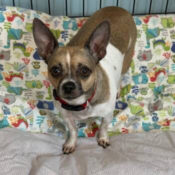 Roxie -  Rat Terrier and Mixed Breed Dog for Adoption in Wadena, Minnesota - Roxie | PetCurious