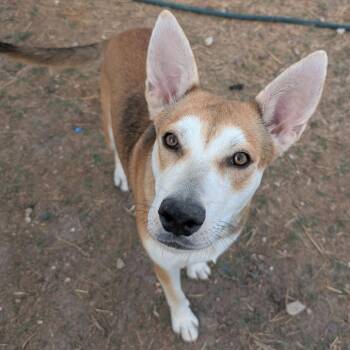 Husky and Shepherd Dogs Available for Adoption in San Antonio, Texas - Belle | PetCurious