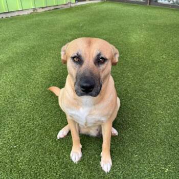 Mixed Breed Dogs Available for Adoption - Shaila | PetCurious